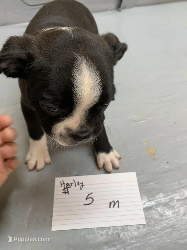 Harley #5 – Boston Terrier puppy for sale in Bells, TX