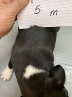 Harley #5, a male Boston Terrier for sale in Bells, TX – Photo 3 of 3