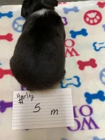 Harley #5, a male Boston Terrier for sale in Bells, TX – Photo 2 of 3