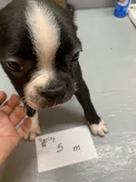 Harley #5, a male Boston Terrier for sale in Bells, TX – Photo 2 of 3
