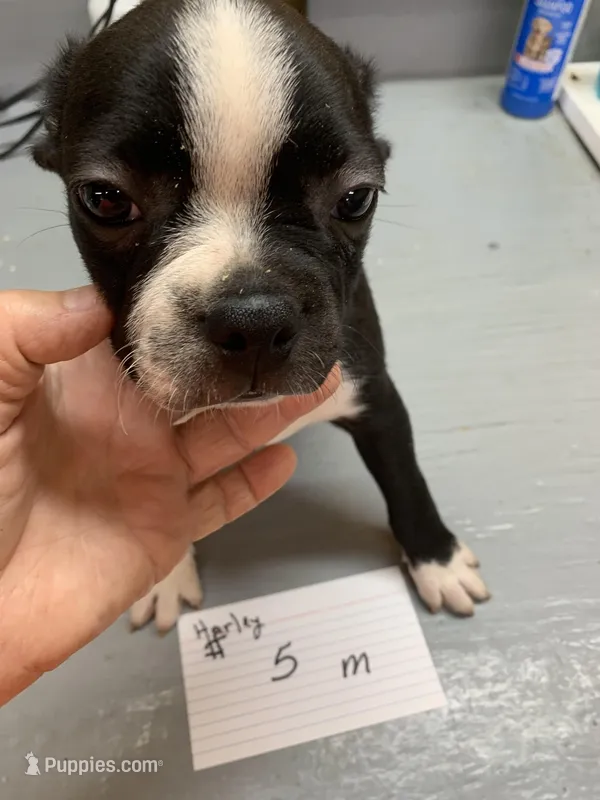 Harley #5 – Boston Terrier puppy for sale in Bells, TX