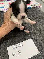 Robin #5, a female Boston Terrier for sale in Bells, TX – 2 of 5