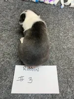 Robin#3, a female Boston Terrier for sale in Bells, TX – 3 of 4