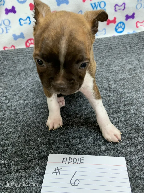 Addie # 6 – Boston Terrier puppy for sale in Bells, TX