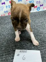 Addie # 6, a male Boston Terrier for sale in Bells, TX – 1 of 6