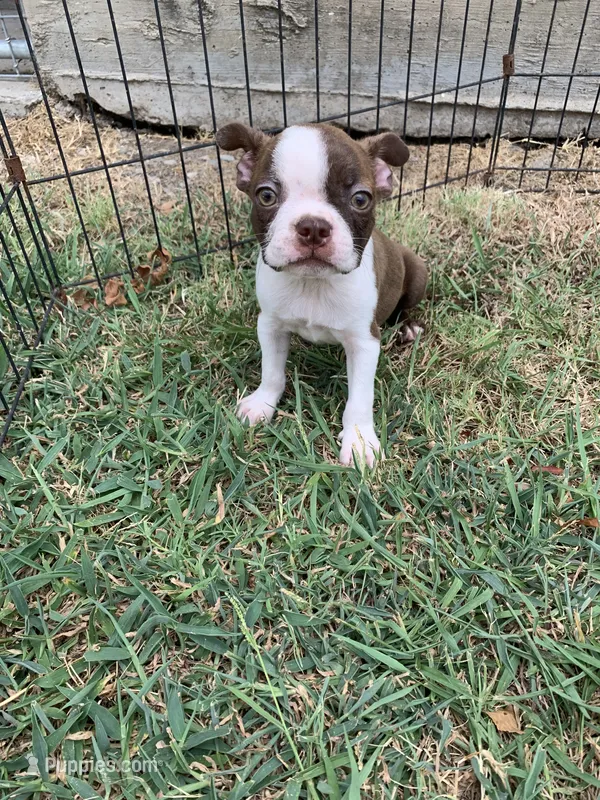 Addie # 7 – Boston Terrier puppy for sale in Bells, TX