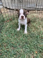 Addie # 7, a male Boston Terrier for sale in Bells, TX – 1 of 7