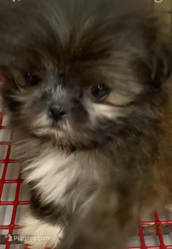 Teeter#5 – Shih Tzu puppy for sale in Bells, TX