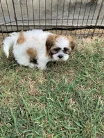 Snickers #4, a male Shih Tzu for sale in Bells, TX – 2 of 4