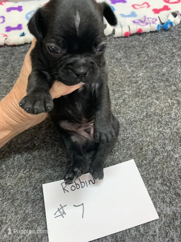 Robin# 7 – Boston Terrier puppy for sale in Bells, TX