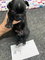Robin# 7, a male Boston Terrier for sale in Bells, TX – 1 of 5