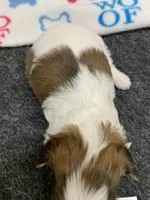 Mary #1, a female Shih Tzu for sale in Bells, TX – 2 of 5