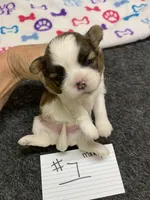 Mary #1, a female Shih Tzu for sale in Bells, TX – 3 of 5