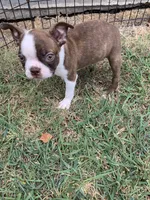 Addie # 7, a male Boston Terrier for sale in Bells, TX – 2 of 7