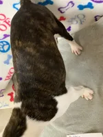 Robbin#1, a female Boston Terrier for sale in Bells, TX – 4 of 4