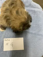 Teeter # 4, a male Shih Tzu for sale in Bells, TX – 3 of 4