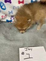 Joy #1, a female Pomeranian for sale in Bells, TX – 3 of 3