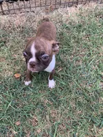 Addie #3, a male Boston Terrier for sale in Bells, TX – 2 of 6