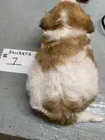 Snickers #1, a female Shih Tzu for sale in Bells, TX – Photo 2 of 2
