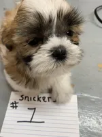 Snickers #1, a female Shih Tzu for sale in Bells, TX – Photo 1 of 2