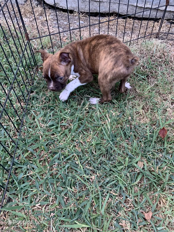 Addie # 6 – Boston Terrier puppy for sale in Bells, TX