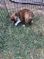 Addie # 6, a male Boston Terrier for sale in Bells, TX – 1 of 6