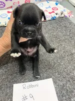 Robin, a male Boston Terrier for sale in Bells, TX – 1 of 5