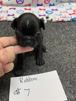 Robin# 7, a male Boston Terrier for sale in Bells, TX – 2 of 5