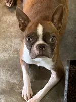 Addie # 6, a male Boston Terrier for sale in Bells, TX – 4 of 6