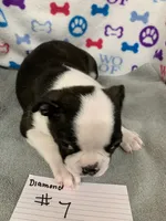 Diamond #7, a male Boston Terrier for sale in Bells, TX – 1 of 4