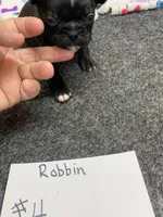 Robin# 4, a female Boston Terrier for sale in Bells, TX – 4 of 4