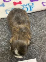 Mary#2, a male Shih Tzu for sale in Bells, TX – 3 of 5