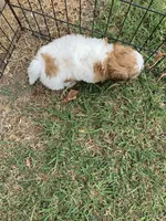 Snickers #4, a male Shih Tzu for sale in Bells, TX – 4 of 4