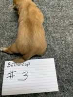 Buttercup #3, a male Shih Tzu for sale in Bells, TX – Photo 3 of 5