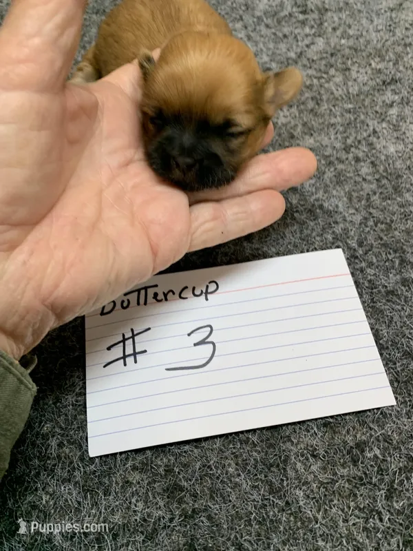 Buttercup #3 – Shih Tzu puppy for sale in Bells, TX