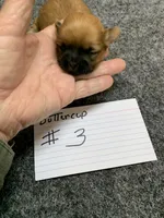 Buttercup #3, a male Shih Tzu for sale in Bells, TX – Photo 1 of 5