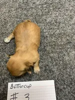 Buttercup #3, a male Shih Tzu for sale in Bells, TX – Photo 2 of 5