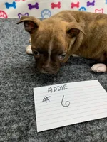 Addie # 6, a male Boston Terrier for sale in Bells, TX – 5 of 6