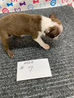 Addie # 7, a male Boston Terrier for sale in Bells, TX – 5 of 7