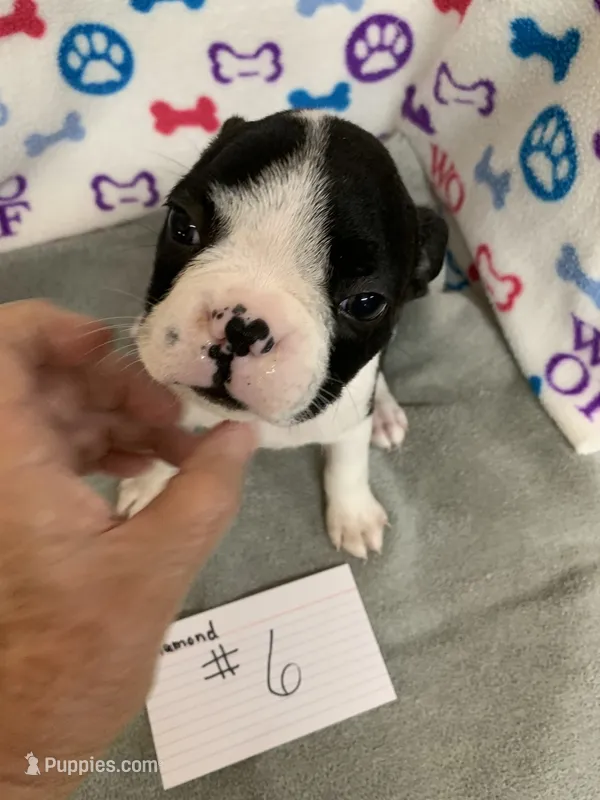 Diamond #6, a male Boston Terrier for sale in Bells, TX – 1 of 3