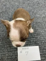 Addie # 7, a male Boston Terrier for sale in Bells, TX – 2 of 7
