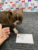 Addie #5, a male Boston Terrier for sale in Bells, TX – 2 of 6