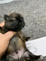 Teeter #3, a male Shih Tzu for sale in Bells, TX – Photo 2 of 5