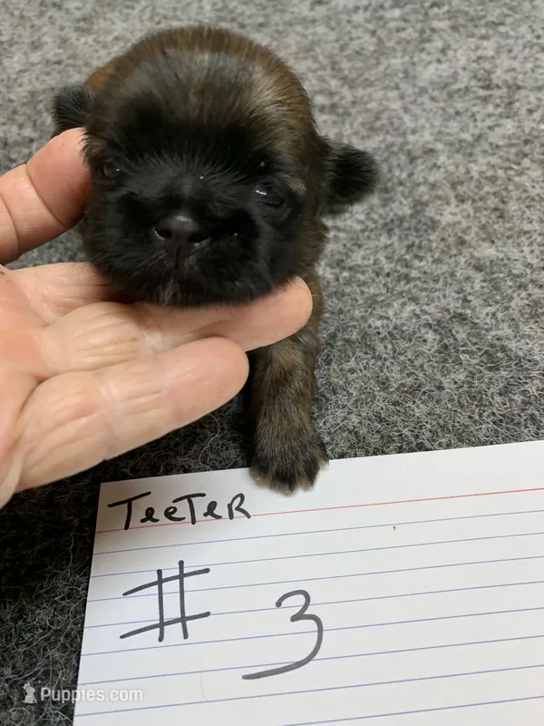Teeter #3 – Shih Tzu puppy for sale in Bells, TX