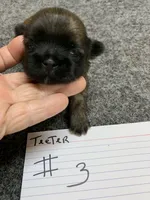 Teeter #3, a male Shih Tzu for sale in Bells, TX – Photo 1 of 5