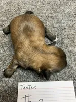 Teeter #3, a male Shih Tzu for sale in Bells, TX – Photo 3 of 5