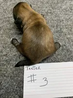 Teeter #3, a male Shih Tzu for sale in Bells, TX – Photo 4 of 5