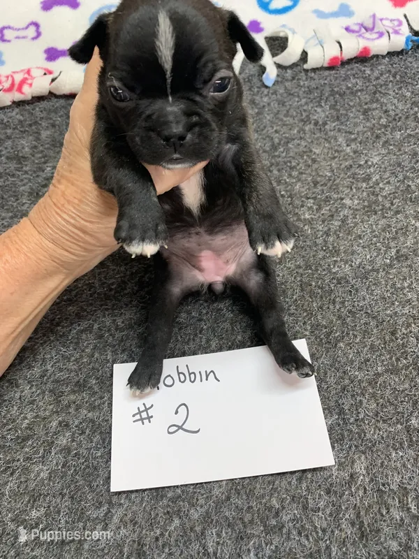 Robin# 2 – Boston Terrier puppy for sale in Bells, TX