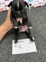 Robin# 2, a female Boston Terrier for sale in Bells, TX – 1 of 4