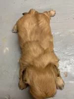 Buttercup #3, a male Shih Tzu for sale in Bells, TX – 3 of 4